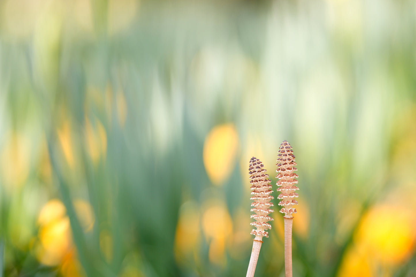 Tamron 90mm f/2.8 Di III Macro VXD Lens